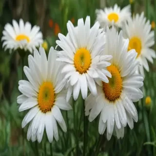 daisy wallpaper for desktop