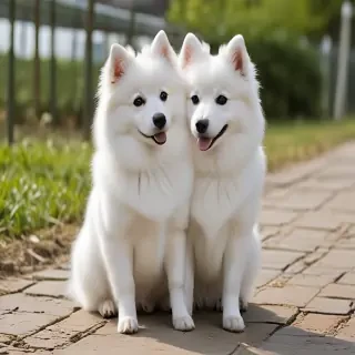 japanese spitz dog breed