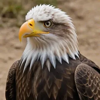 eagle transparent