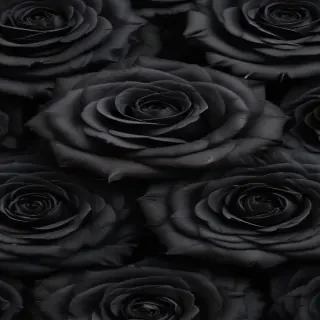 black roses background