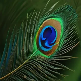peacock feather images