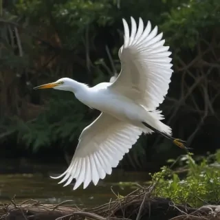 snowy egret
