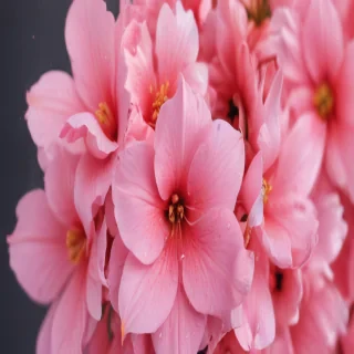cute pink wallpapers for iphone