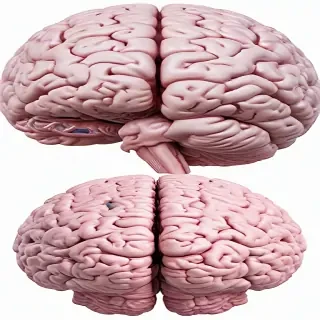 brain png