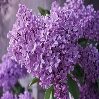 lilac iphone wallpaper