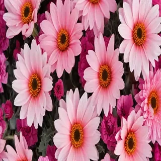 phone backgrounds flowers