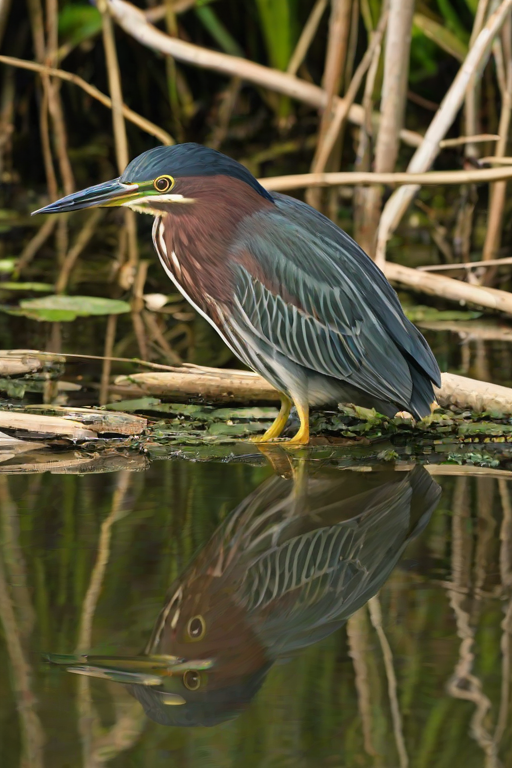 green heron