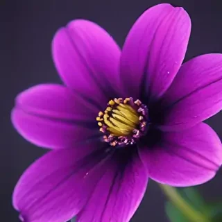 purple flower iphone wallpaper