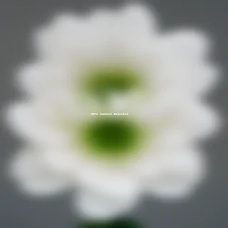 white flower transparent