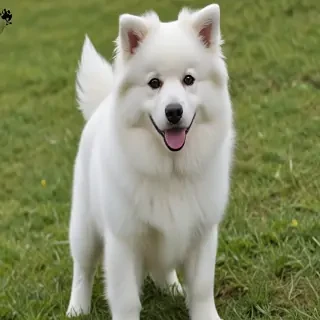 pomanauze dog breed