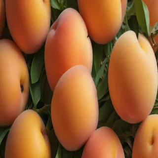 peach background wallpaper