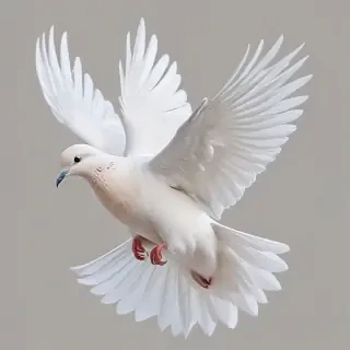 png dove