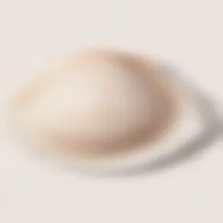 seashell png
