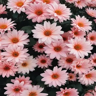 aesthetic backgrounds flowers