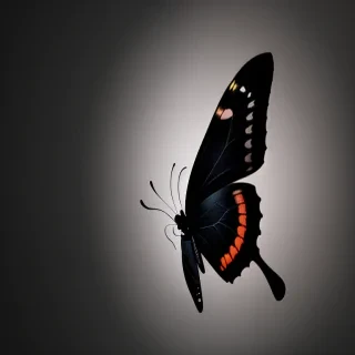 black butterfly wallpaper