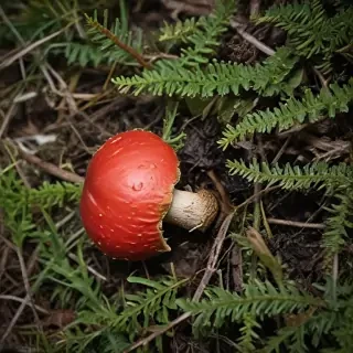 red mushroom