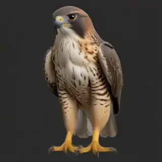 falcon png