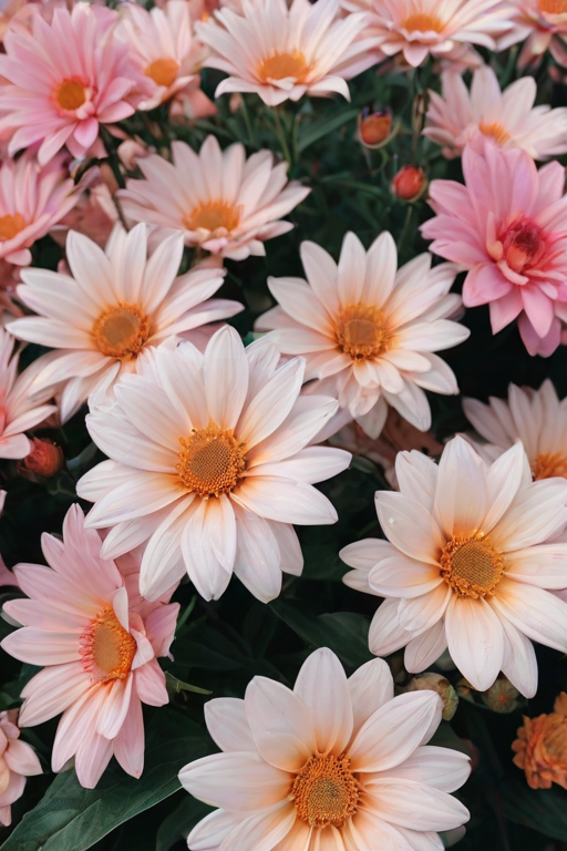 flowers aesthetic