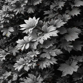 black and white wallpaper iphone