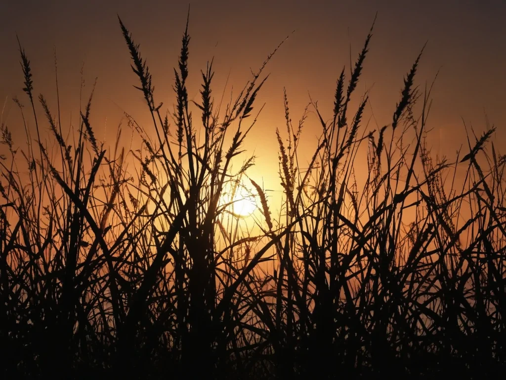 grass silhouette