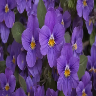 violets png