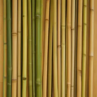 bamboo background