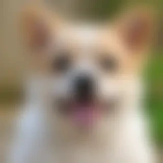 funny dog wallpapers