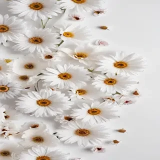 flowers white background