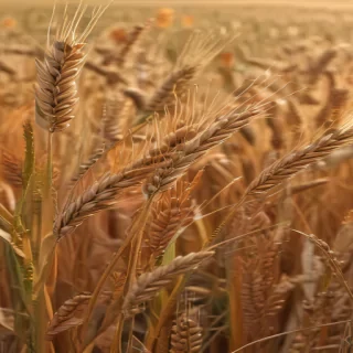 wheat png