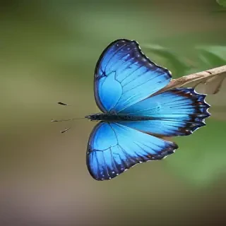 blue butterfly