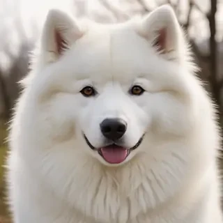 samoyed dog