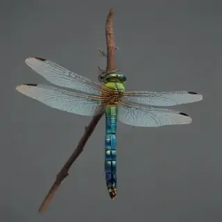 dragonfly png