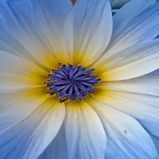 blue flower