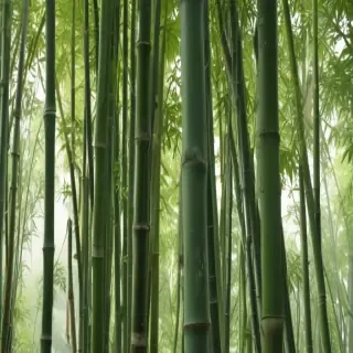 bamboo png
