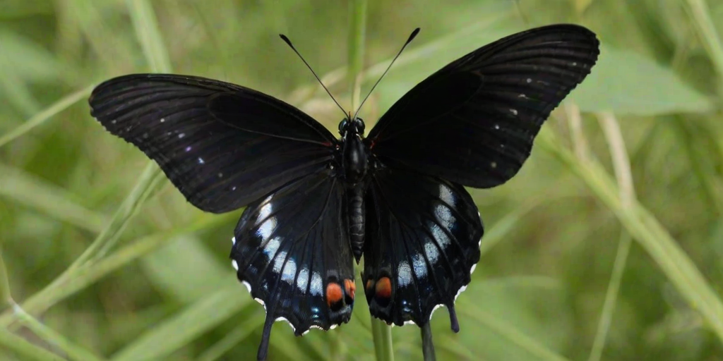 black butterfly