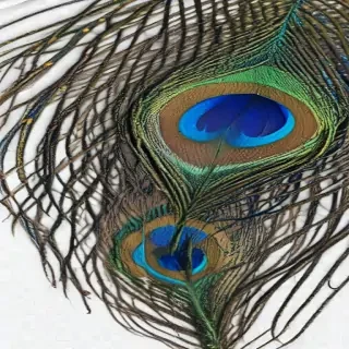 peacock feather png