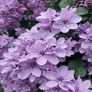 aesthetic lilac wallpaper