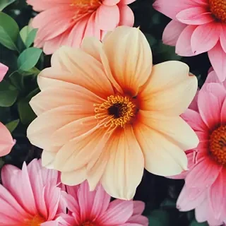 iphone wallpaper flower background