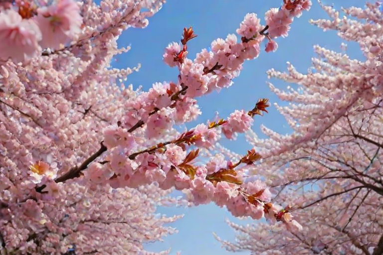 cherry blossom backgrounds
