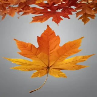 fall leaves png transparent