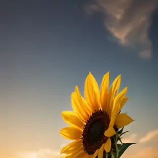 sunflower iphone background