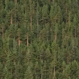 pine trees transparent background