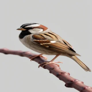 sparrow png