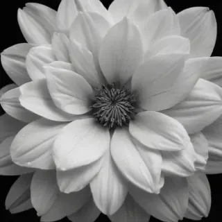 black and white flower png