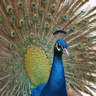 peacock png