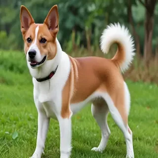 taiwan dog breed