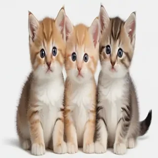 kittens transparent background