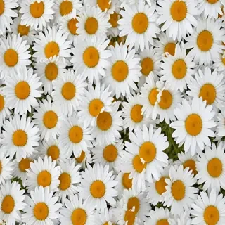 daisy background wallpaper