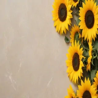 aesthetic sunflower background