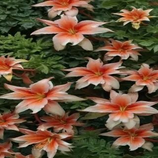 zoom background plants
